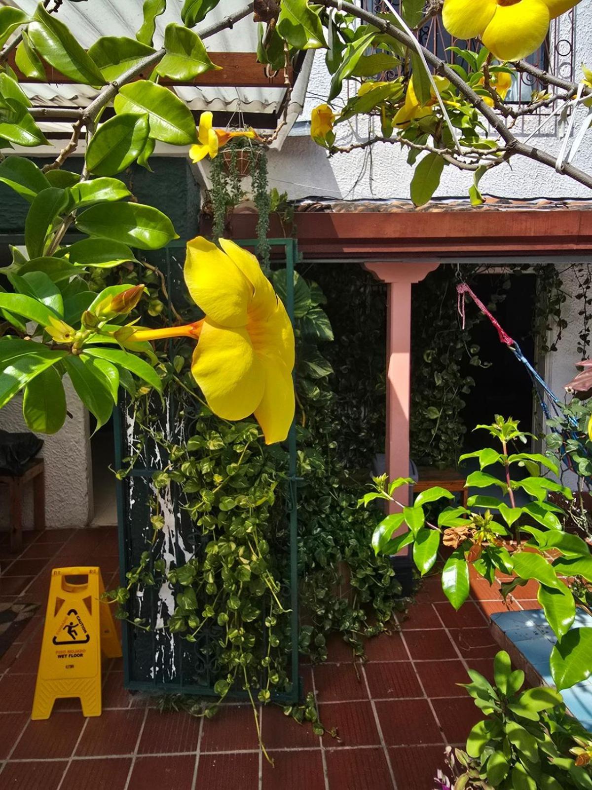 Tatami Hostel بوكارامانغا المظهر الخارجي الصورة