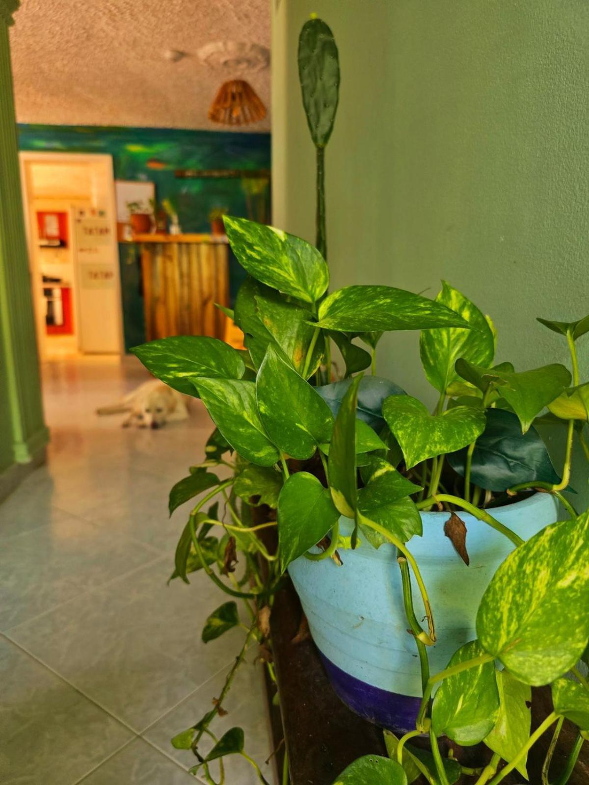 Tatami Hostel بوكارامانغا المظهر الخارجي الصورة